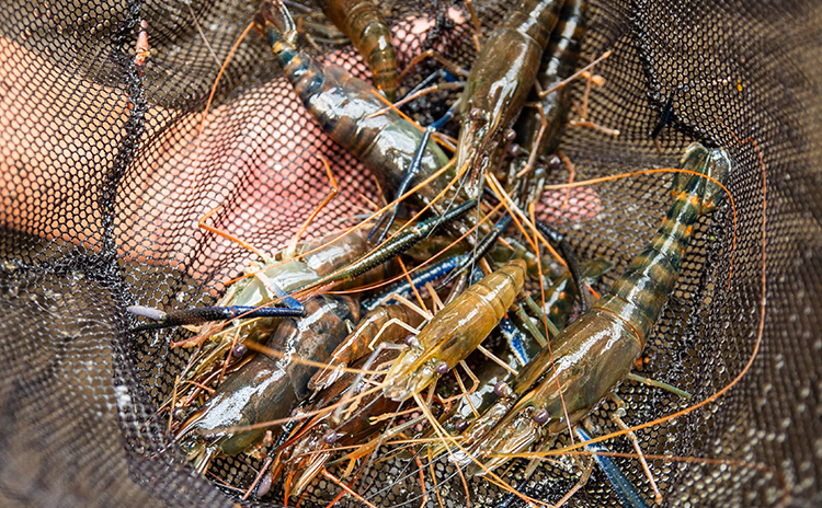 あまいろえび養殖